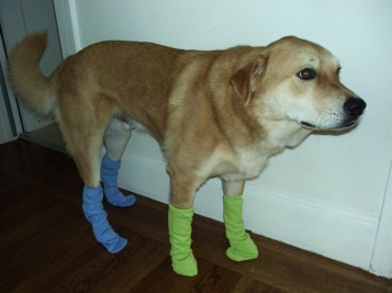 dog in socks